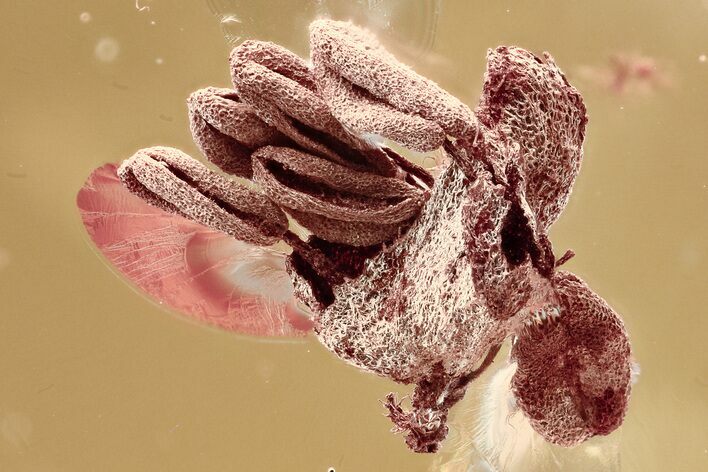 Detailed Fossil Oak Flower (Quercus) In Baltic Amber #346382